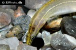 macrognathus aculeatus macrognathus aculeatus