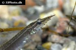 macrognathus aculeatus macrognathus aculeatus
