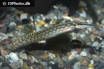 macrognathus aculeatus macrognathus aculeatus
