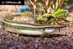 macrognathus aral macrognathus aral