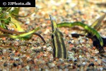 macrognathus aral macrognathus aral