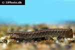 macrognathus circumcinctus macrognathus circumcinctus