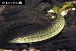 macrognathus circumcinctus macrognathus circumcinctus