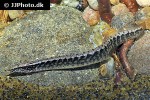 macrognathus circumcinctus macrognathus circumcinctus
