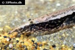 macrognathus circumcinctus macrognathus circumcinctus
