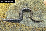 macrognathus circumcinctus macrognathus circumcinctus
