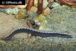 macrognathus circumcinctus macrognathus circumcinctus