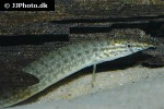 macrognathus circumcinctus macrognathus circumcinctus