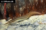 macrognathus lineatomaculatus macrognathus lineatomaculatus