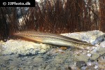 macrognathus lineatomaculatus macrognathus lineatomaculatus