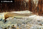 macrognathus lineatomaculatus macrognathus lineatomaculatus
