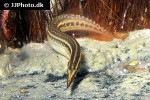 macrognathus lineatomaculatus macrognathus lineatomaculatus