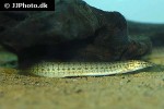 macrognathus pancalus macrognathus pancalus