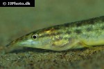 macrognathus pancalus macrognathus pancalus