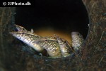 macrognathus siamensis macrognathus siamensis