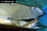 macrognathus siamensis macrognathus siamensis