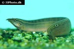 macrognathus siamensis macrognathus siamensis