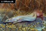 macrognathus siamensis macrognathus siamensis