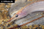 macrognathus siamensis macrognathus siamensis