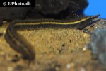 macrognathus species fantasy fire macrognathus species fantasy fire