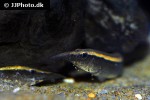 macrognathus species fantasy fire macrognathus species fantasy fire