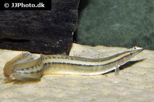 Spiny Eels