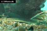 macrognathus zebrinus macrognathus zebrinus