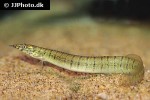 macrognathus zebrinus macrognathus zebrinus