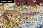 macrognathus zebrinus macrognathus zebrinus