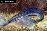 macrognathus zebrinus macrognathus zebrinus