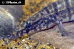 macrognathus zebrinus macrognathus zebrinus