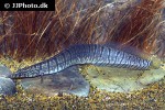macrognathus zebrinus macrognathus zebrinus