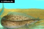 mastacembelus alboguttatus mastacembelus alboguttatus