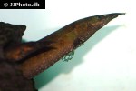 mastacembelus alboguttatus mastacembelus alboguttatus