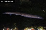 mastacembelus alboguttatus mastacembelus alboguttatus