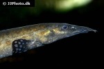 mastacembelus alboguttatus mastacembelus alboguttatus