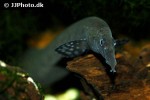 mastacembelus alboguttatus mastacembelus alboguttatus