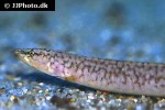 mastacembelus albomaculatus mastacembelus albomaculatus