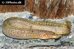 mastacembelus albomaculatus mastacembelus albomaculatus