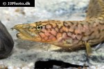 mastacembelus albomaculatus mastacembelus albomaculatus