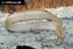 mastacembelus albomaculatus mastacembelus albomaculatus