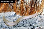 mastacembelus albomaculatus mastacembelus albomaculatus