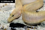 mastacembelus albomaculatus mastacembelus albomaculatus