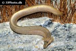 mastacembelus albomaculatus mastacembelus albomaculatus