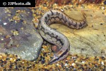 mastacembelus armatus mastacembelus armatus