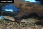 mastacembelus cryptacanthus mastacembelus cryptacanthus