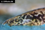 mastacembelus cryptacanthus mastacembelus cryptacanthus