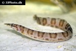 mastacembelus ellipsifer mastacembelus ellipsifer