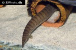 mastacembelus ellipsifer mastacembelus ellipsifer