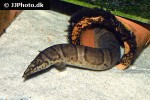 mastacembelus ellipsifer mastacembelus ellipsifer